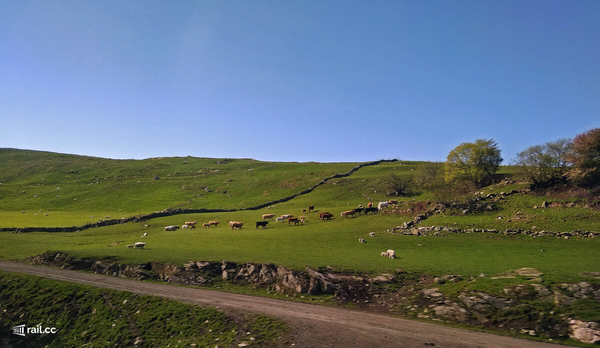 Felder, Kühe und Schafe in Norwegen